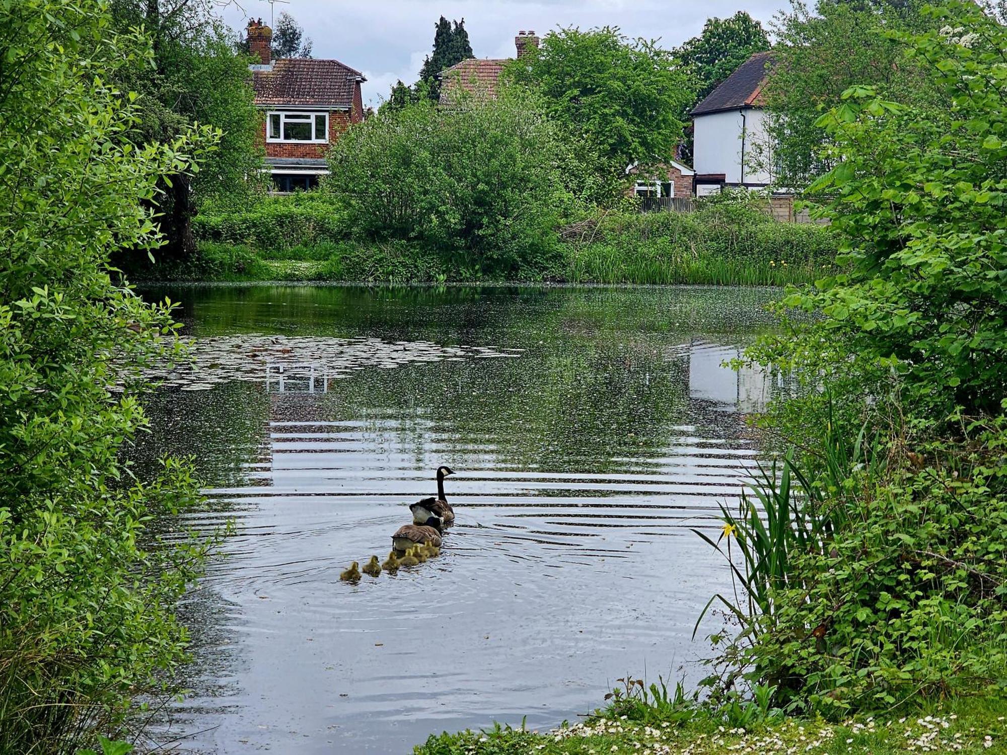 English Farmhouse Cottage Guildford Esterno foto